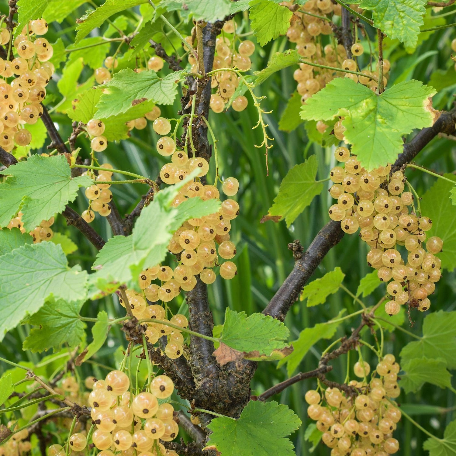 Johannisbeere - Ribes rubrum White Pearl - Weiße Beere - 2 Pflanzen - Topf 11cm Höhe 40cm