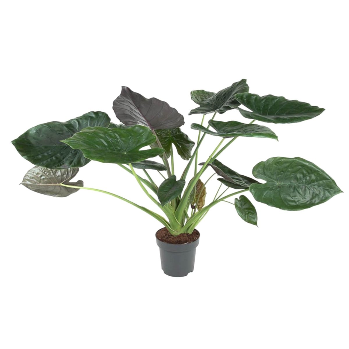 Alocasia Wentii 120 cm | Tropische Zimmerpflanze im XL - Format - Wurzelwerk Design