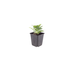Sechs Everspring Aster frikartii &