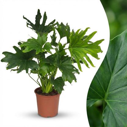 Everspring Philodendron Lickety Split in Topf mit 19 cm Durchmesser, 70 cm hoch, grüne Zimmerpflanze, Nahaufnahme