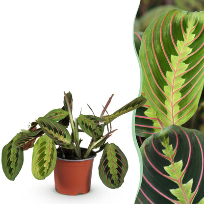 Grüne Maranta Fascinator Tricolour Pflanze in 12cm Topf, 25cm hoch, haustierfreundliche Zimmerpflanze von Everspring.