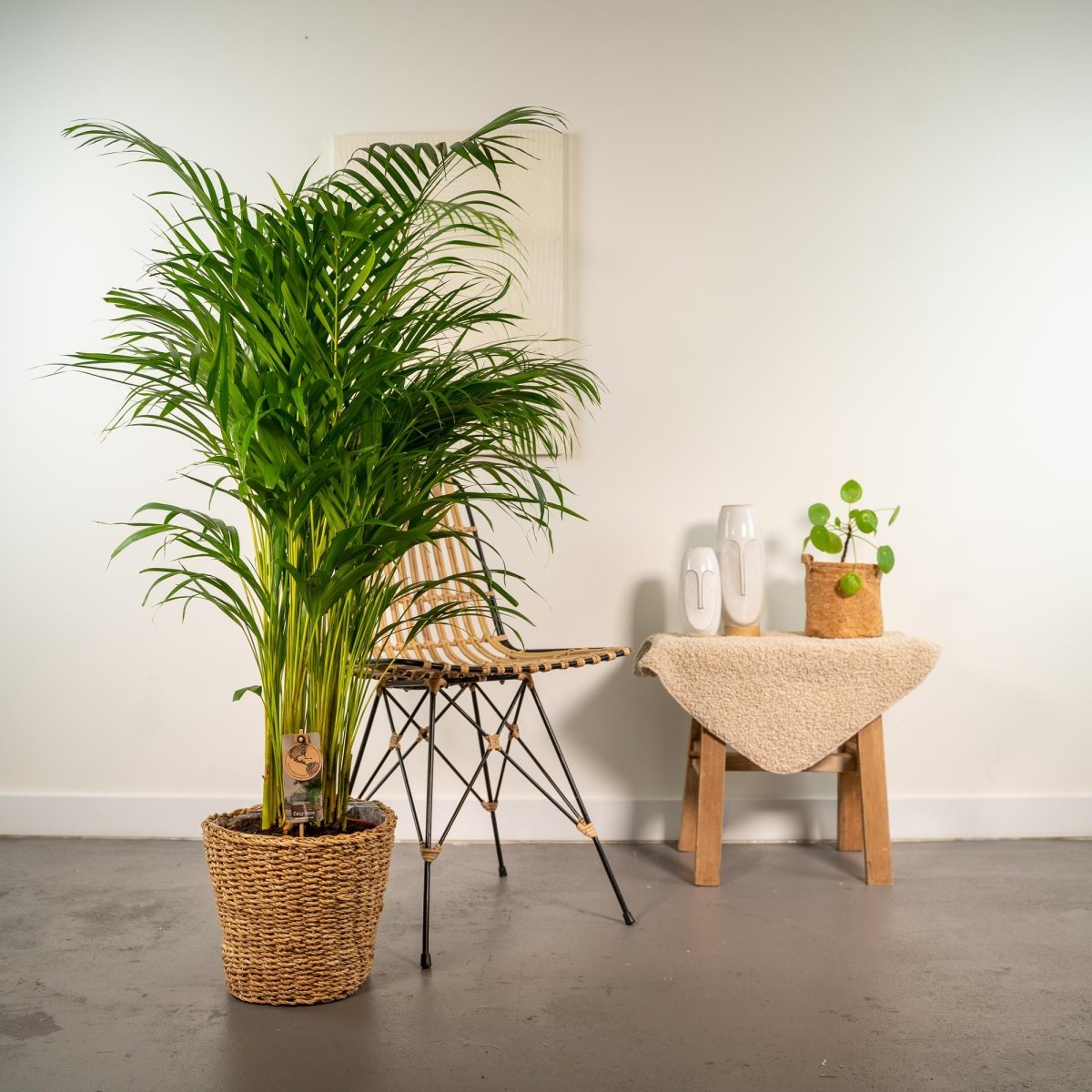 Areca - Palme 130cm mit Korb oder Topf – Goldfruchtpalme für gesunde Raumluft - Wurzelwerk Design