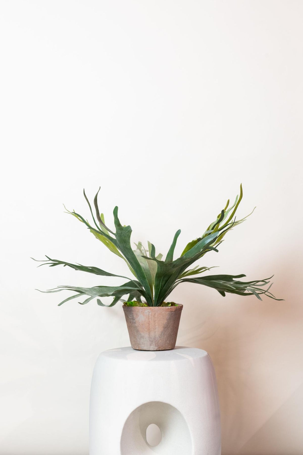 Kunstpflanze Staghorn Farn, Geweihfarn, 50 cm, Everspring, detailreiche grüne Kunstpflanze mit natürlicher Blattstruktur