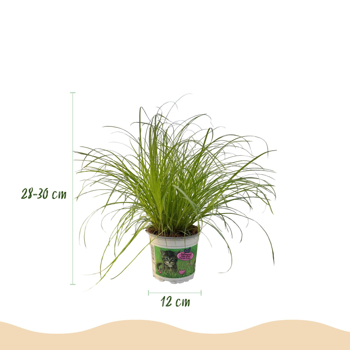 Grüne Cyperus alternifolius Zumula Pflanze in 12cm Topf, 20cm hoch, haustierfreundlich, ideal für Katzen und Zimmerdekor.