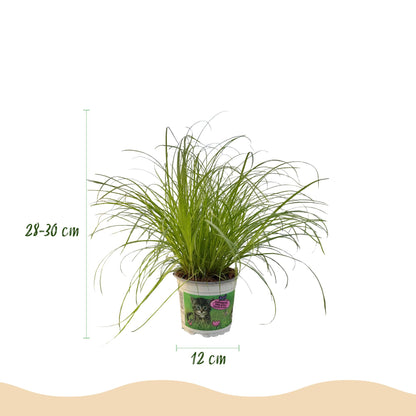 Grüne Cyperus alternifolius Zumula Pflanze in 12cm Topf, 20cm hoch, haustierfreundlich, ideal für Katzen und Zimmerdekor.