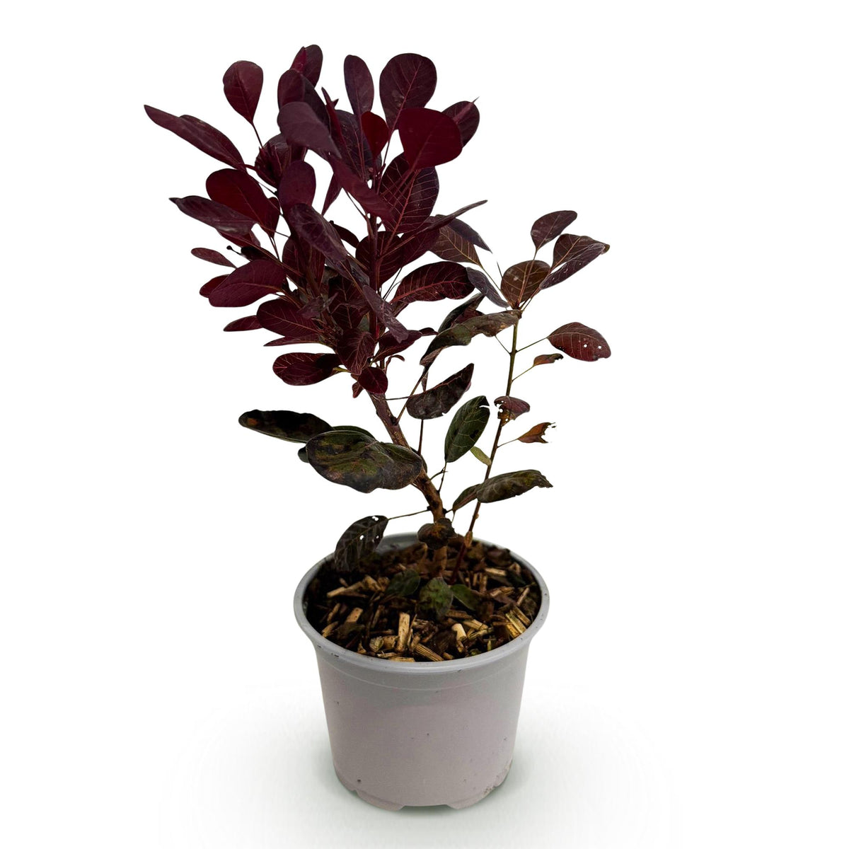 Everspring GreenboutiQ Cotinus coggyria Lilla Gartenpflanze, laubabwerfend, lila Blätter, Topf 12cm, Höhe 35cm, pflegeleicht