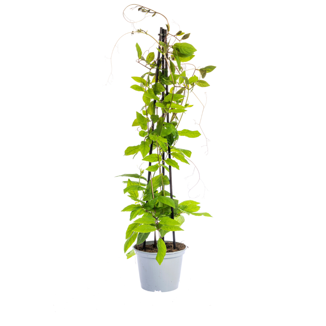 4er-Mix Kletterpflanzen | Rhodochiton, Cobea, Lathyrus &amp; Ipomoea – Ø13 cm – 60 cm
