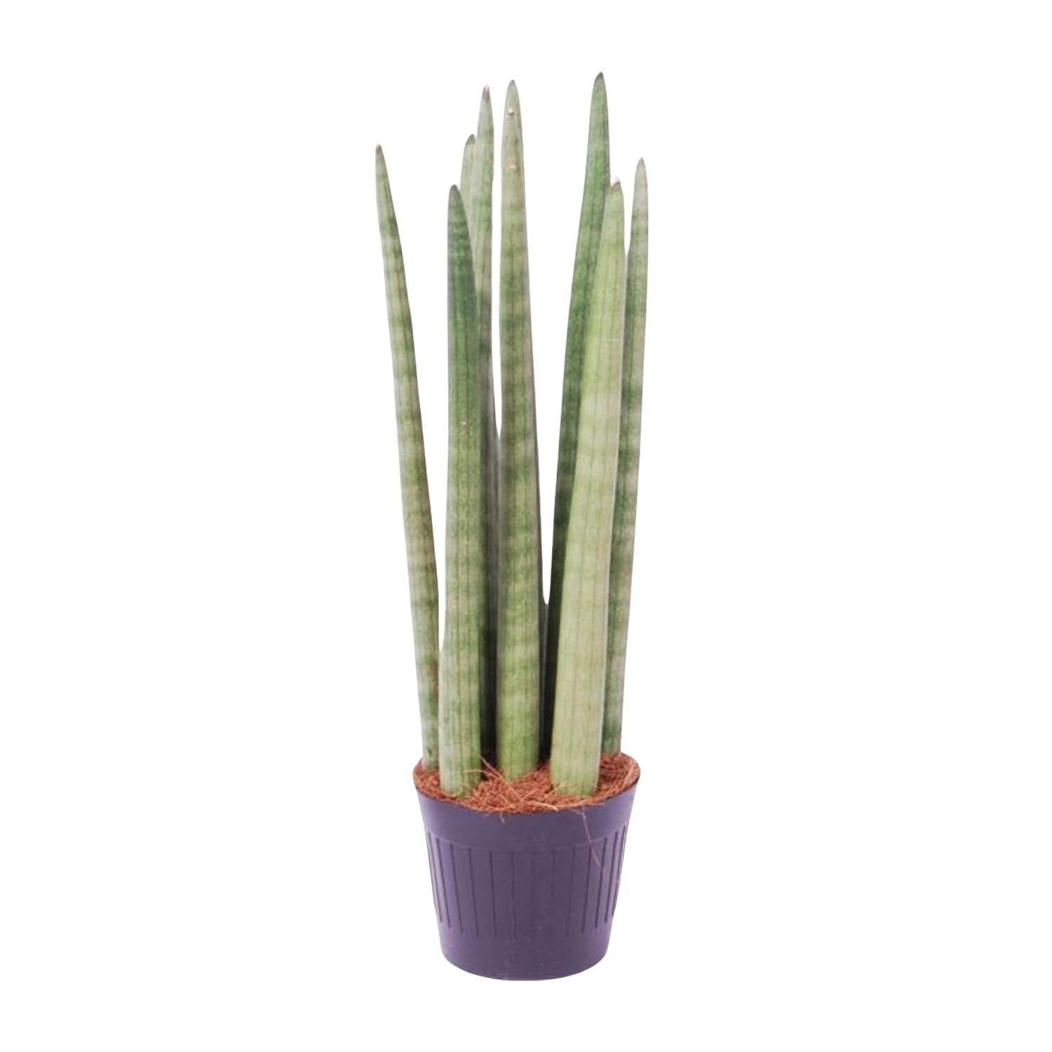 Sansevieria cylindrica ‘Spaghetti’ – 40 cm Zylinder‑Bogenhanf