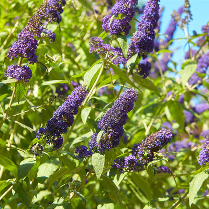Schmetterlingsstrauch - Buddleja davidii Empire Blue - Blüte Blau - 1 Pflanze - Laubabwerfend - Schmetterlingsanziehend - Topf 17cm Höhe 25cm
