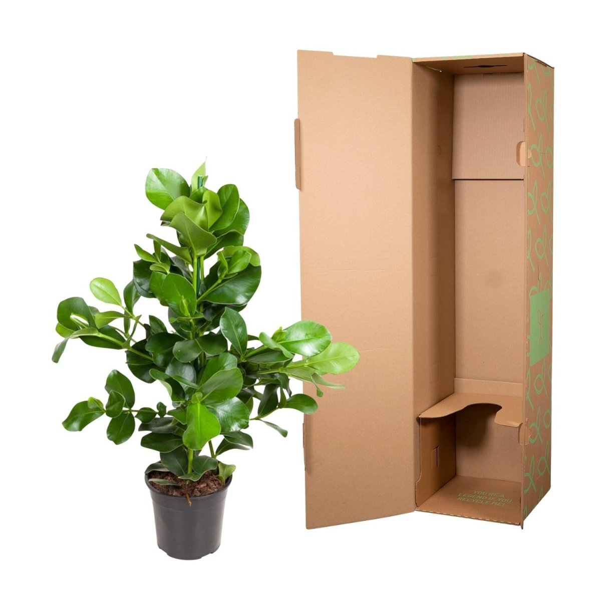 Clusia rosea 110 cm | Balsamapfel im Ø24 cm Topf – Moderne &amp; Pflegeleichte Zimmerpflanze - Wurzelwerk Design