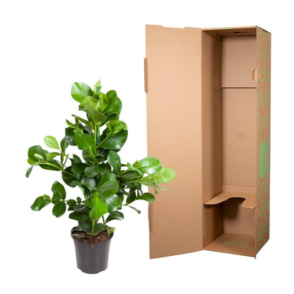 Clusia rosea 110 cm | Balsamapfel im Ø24 cm Topf – Moderne &amp; Pflegeleichte Zimmerpflanze - Wurzelwerk Design