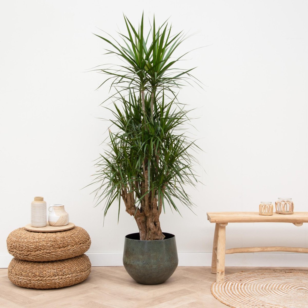 Dracaena Marginata 90 - 220 cm – Pflegeleichter Drachenbaum - Wurzelwerk Design