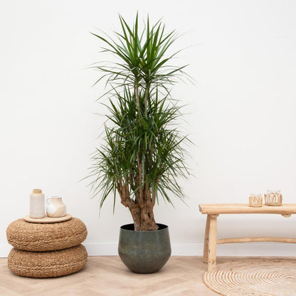 Dracaena Marginata 90 - 220 cm – Pflegeleichter Drachenbaum - Wurzelwerk Design