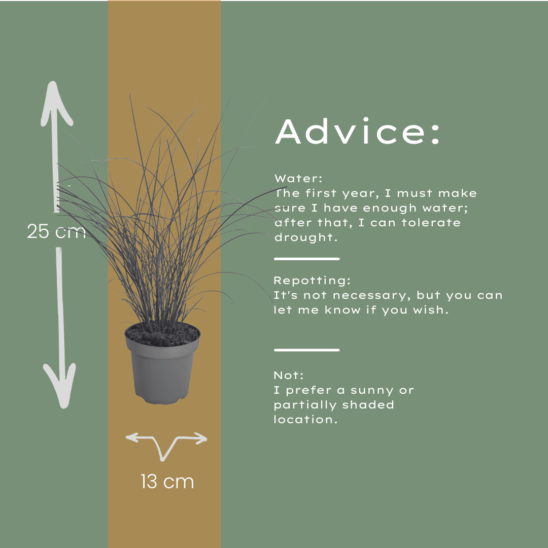 Chinaschilf Gracillimus kaufen | 3× Miscanthus, Ø 12 cm - Wurzelwerk Design