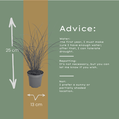 Chinaschilf Gracillimus kaufen | 3× Miscanthus, Ø 12 cm