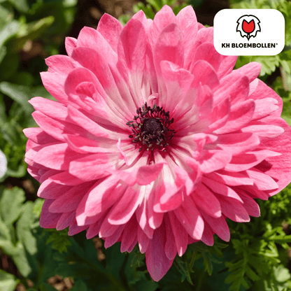 Anemonen doppelt – 30 Stück | Gefüllte Frühlingsblumen - Wurzelwerk Design