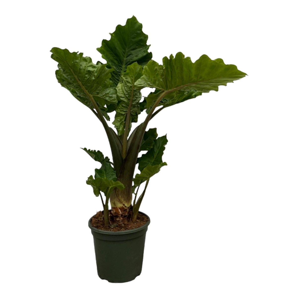 Alocasia Low Rider 75 cm – Kompakte Elefantenohr - Pflanze - Wurzelwerk Design