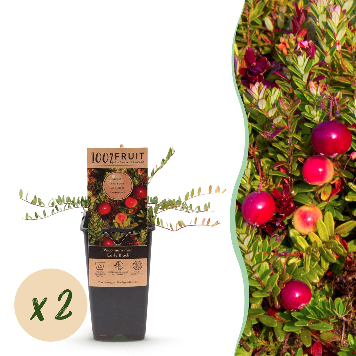 Zwei Everspring Cranberry Pflanzen &
