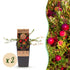 Zwei Everspring Cranberry Pflanzen &
