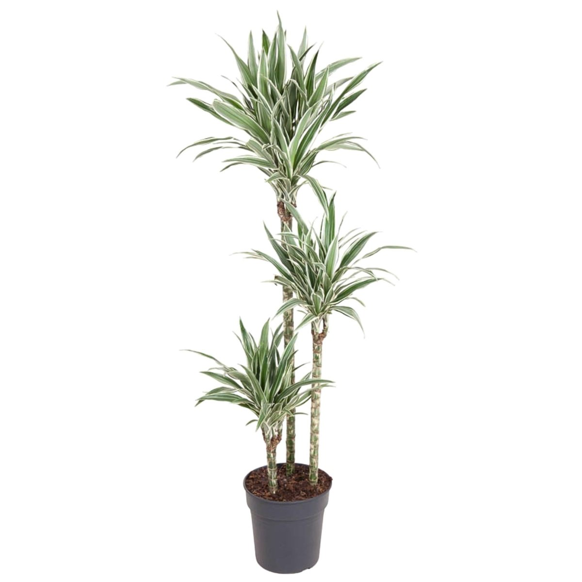 Dracaena White Stripe (150 cm, Ø24 cm) - Wurzelwerk Design