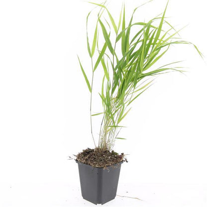 Japan - Zwergschilf | 24 Pflanzen – Ø9 cm Topf – Winterhart &amp; pflegeleicht - Wurzelwerk Design