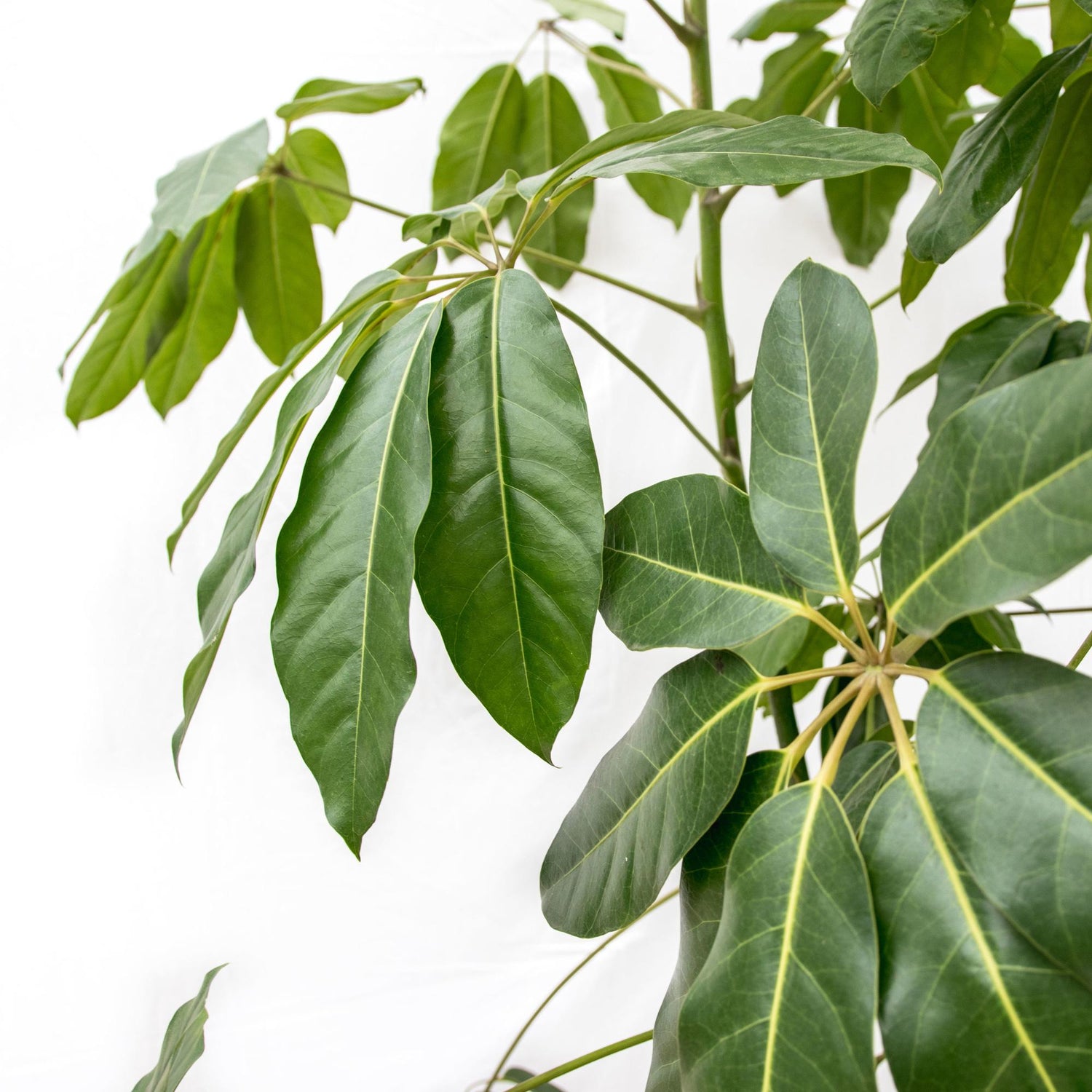 Große Schefflera Amate XL Pflanze von Everspring, 220 cm hoch, mit grünen Blättern und einem Durchmesser von 45 cm.