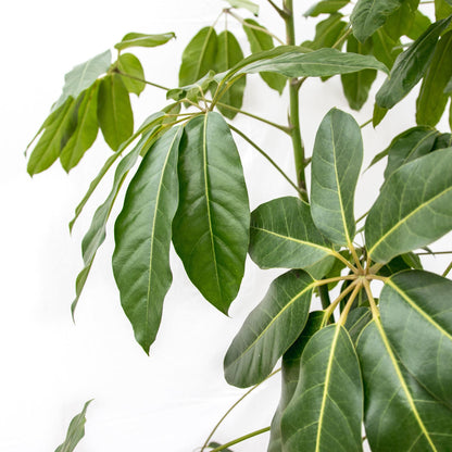 Große Schefflera Amate XL Pflanze von Everspring, 220 cm hoch, mit grünen Blättern und einem Durchmesser von 45 cm.