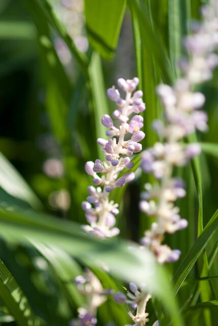24 Liriope muscari &