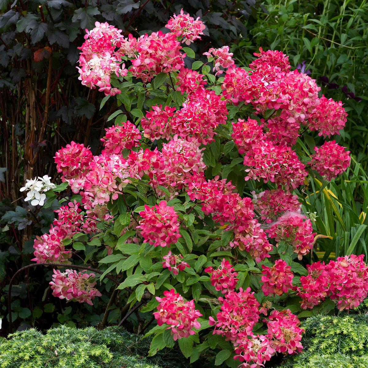 Rispenhortensie Hydrangea panniculata Pink Diamond mit weißen und rosa Blüten, Laubabwerfend, Topf 17cm, Everspring, 50cm hoch