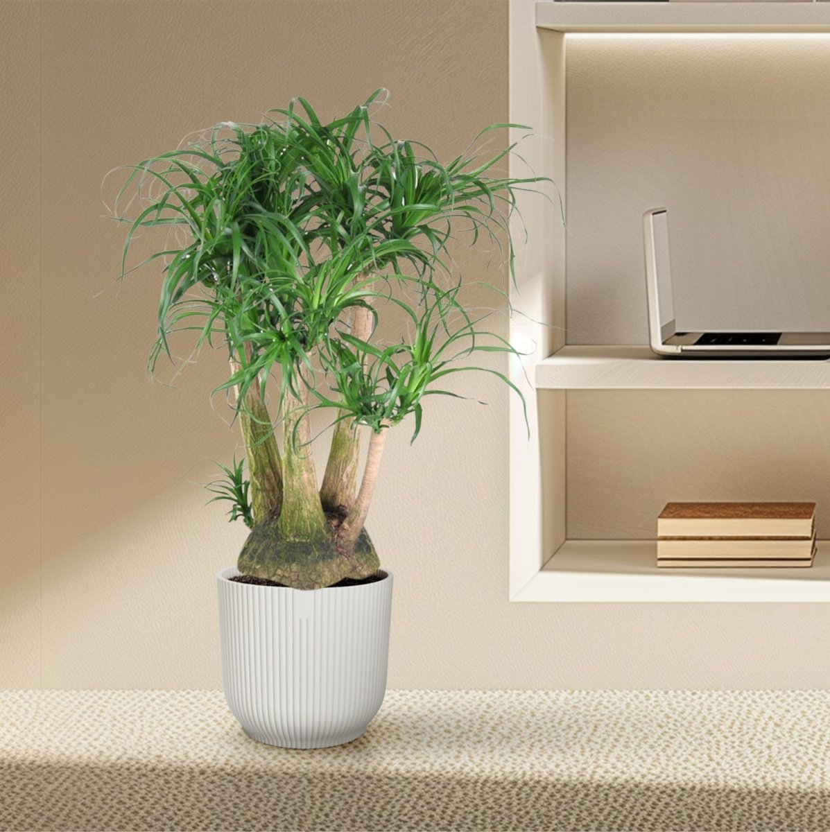 Beaucarnea Elefantenfuß verzweigt 110 cm | Premium - Zimmerpflanze im Ø41 cm Topf – Pflegeleicht &amp; Exotisch - Wurzelwerk Design