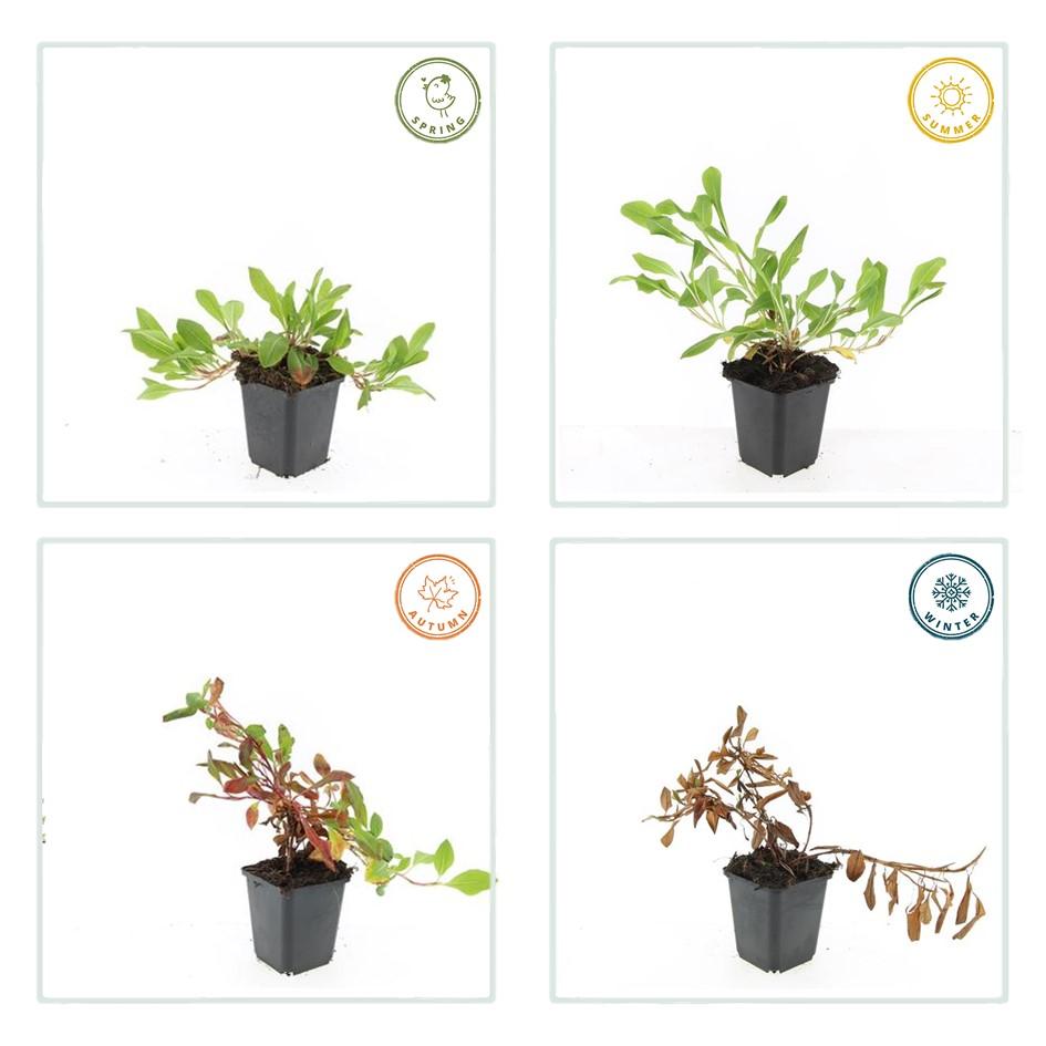 Persicaria aff. ‘Darjeeling Red’ – 24 Pflanzen Ø 9 cm Höhe 10–25 cm – Teppich - Knöterich | Kriechende, winterharte Bodendecker - Staude - Wurzelwerk Design