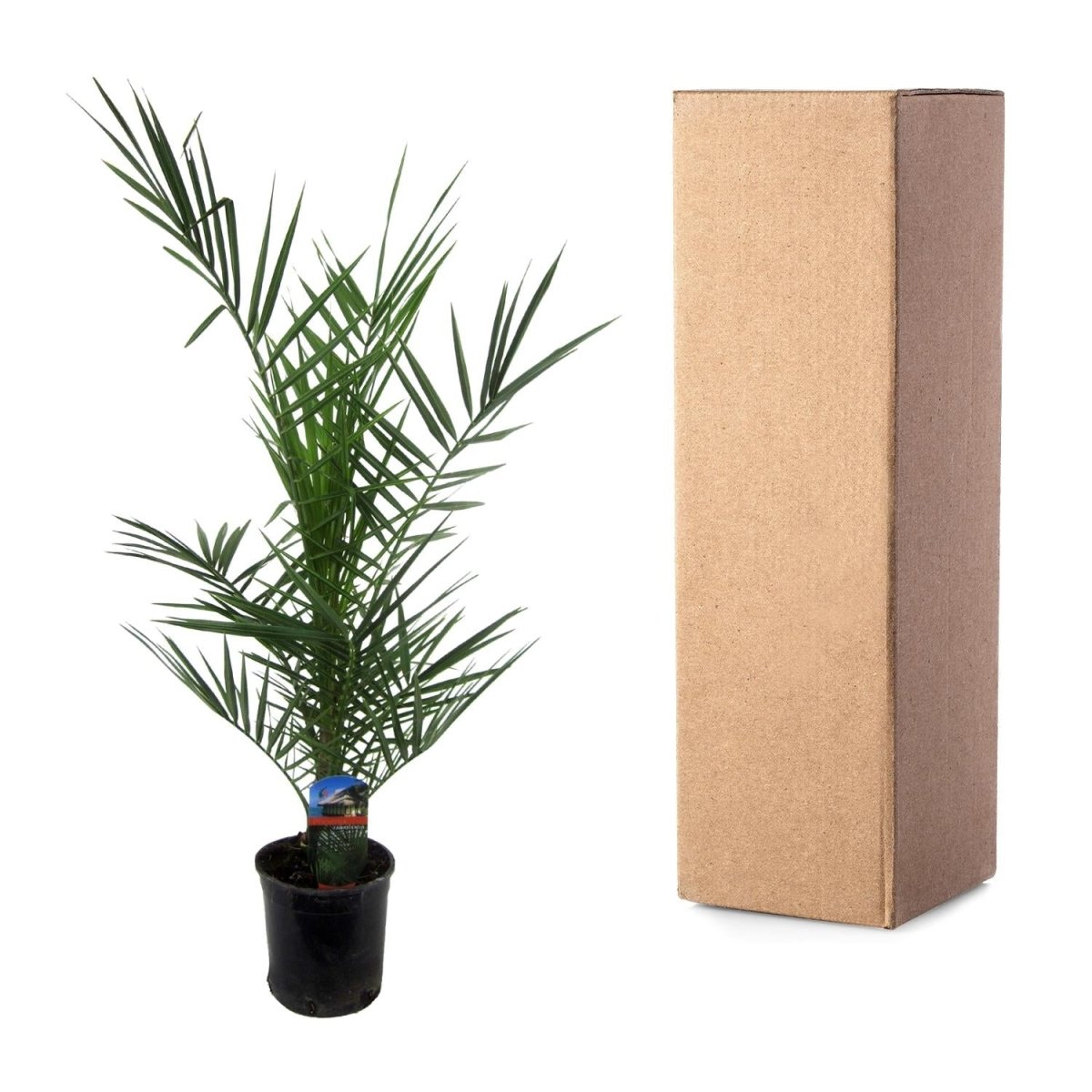 Kanarische Dattelpalme – Phoenix canariensis – Mediterrane Kübel - &amp; Gartenpflanze – Immergrün - Wurzelwerk Design