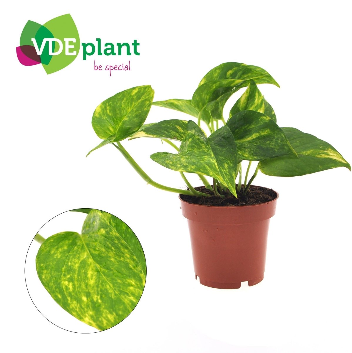Epipremnum Aureum - Ø12cm - ↕25cm - Wurzelwerk Design