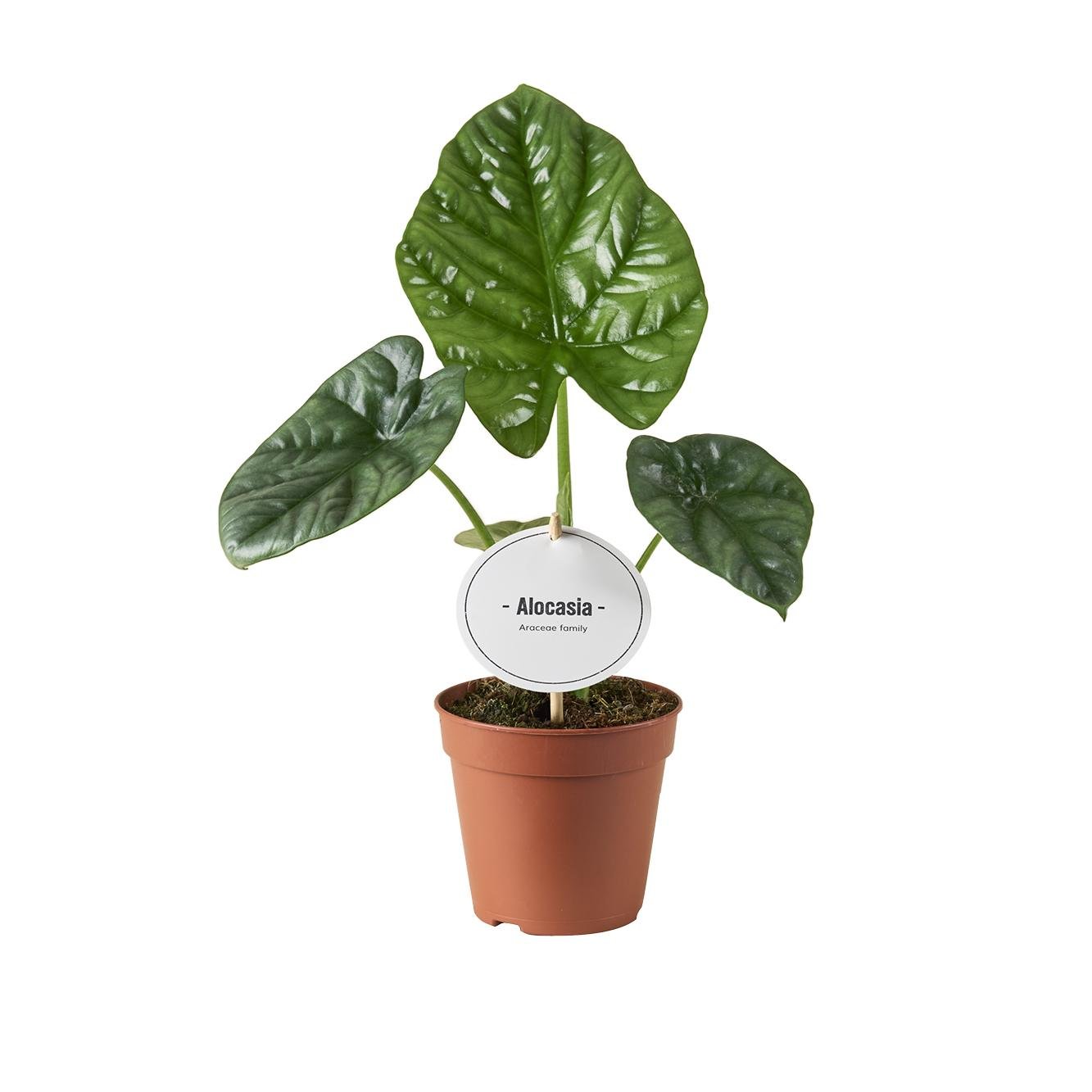 Everspring Alocasia Lukiwan Pflanze, 12cm Durchmesser, 20cm hoch, grüne Blätter, Topfpflanze, Zimmerpflanze