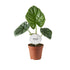 Everspring Alocasia Lukiwan Pflanze, 12cm Durchmesser, 20cm hoch, grüne Blätter, Topfpflanze, Zimmerpflanze