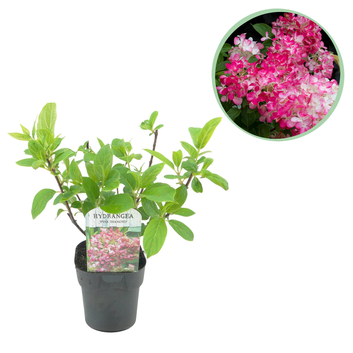 Hydrangea panniculata Pink Diamond, große weiße und rosa Blüten, laubabwerfende Rispenhortensie, Topf 17cm, Everspring.