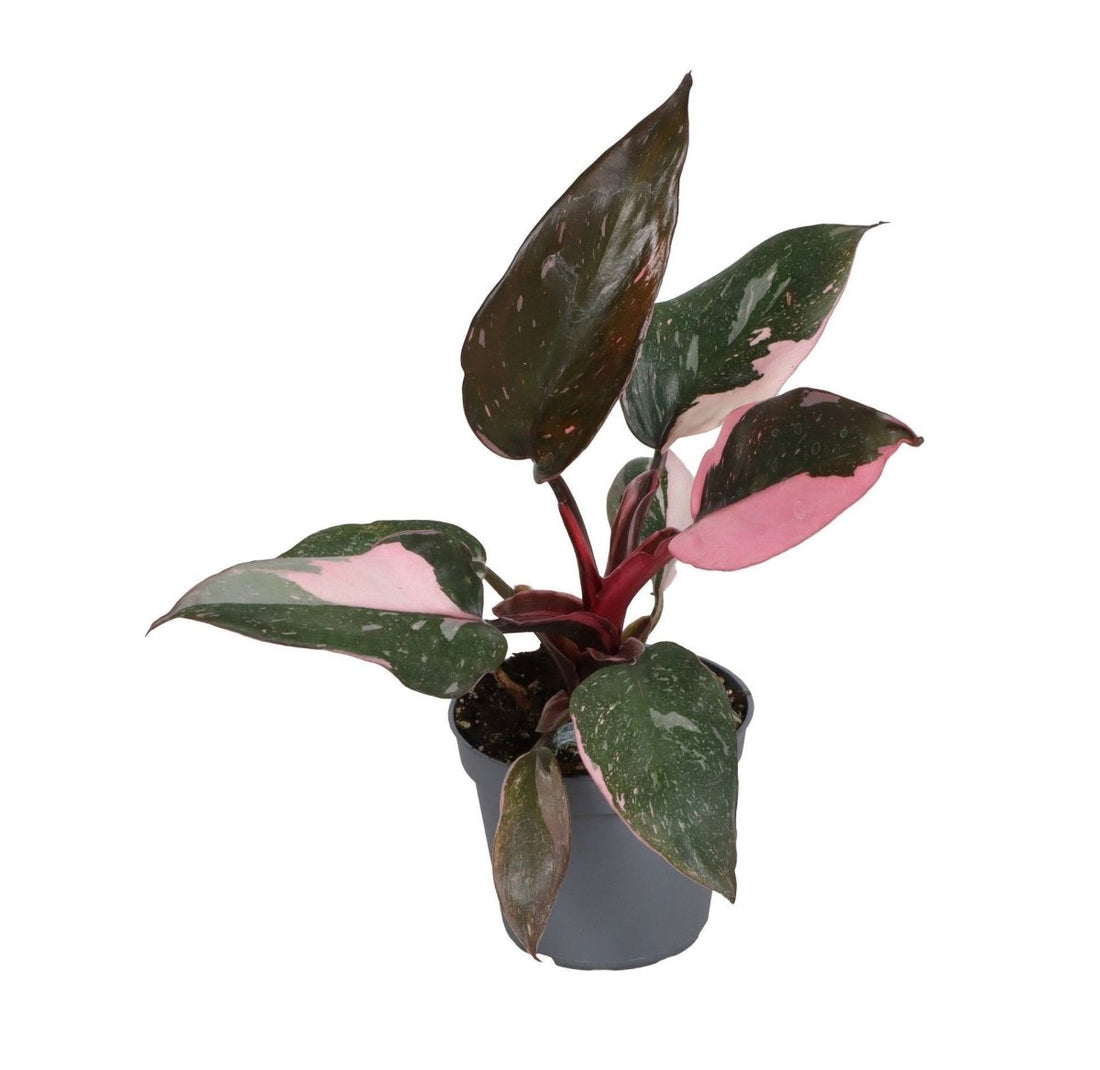 Philodendron &