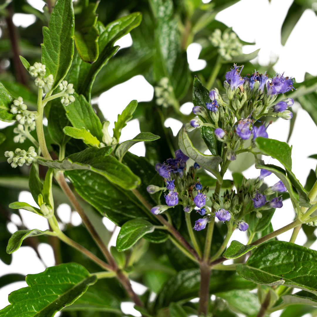 Bartblume Caryopteris x Clandonensis Ø19cm - ↕40 - 50cm