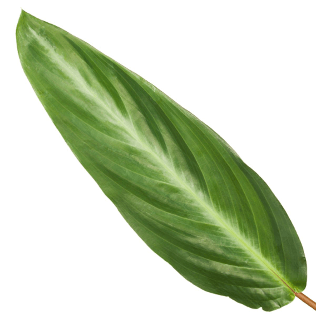 Calathea Stripestar 40 cm | Korbmarante im Ø12 cm Topf – Immergrün &amp; Haustierfreundlich - Wurzelwerk Design