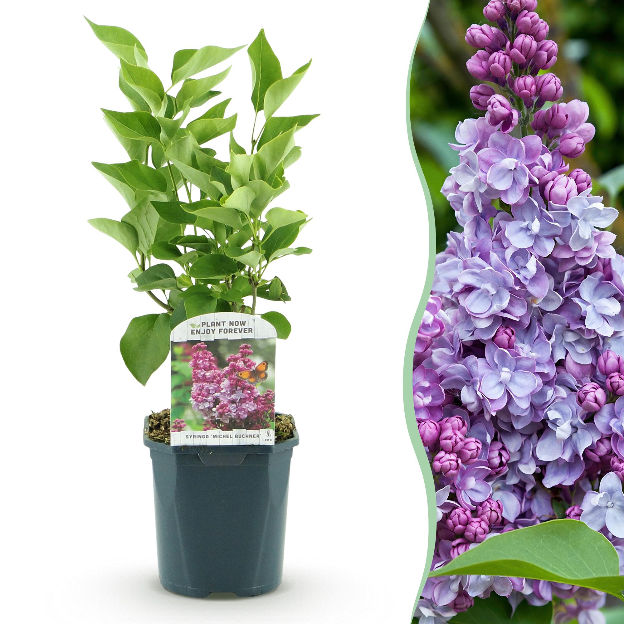 Everspring Syringa vulgaris Michel Buchner, rosa, Topfpflanze 17cm, Höhe 45cm, blühende Gartenpflanze