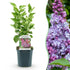 Everspring Syringa vulgaris Michel Buchner, rosa, Topfpflanze 17cm, Höhe 45cm, blühende Gartenpflanze