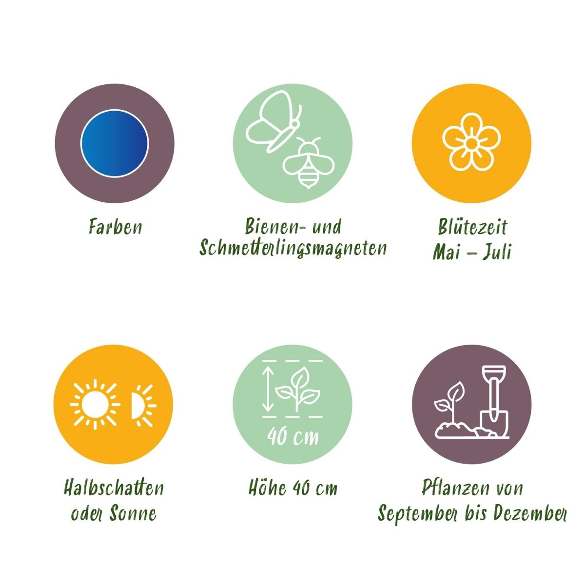 Blumenzwiebeln Allium Caeruleum | 40 Stück Blau – Zwiebelgröße 4/5 – XXL Pack - Wurzelwerk Design