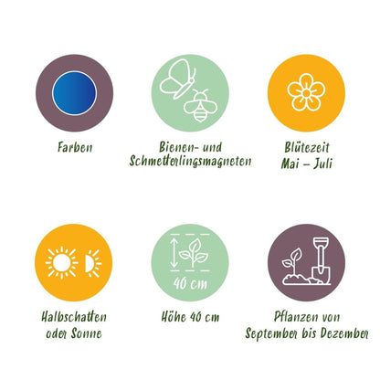 Blumenzwiebeln Allium Caeruleum | 40 Stück Blau – Zwiebelgröße 4/5 – XXL Pack - Wurzelwerk Design