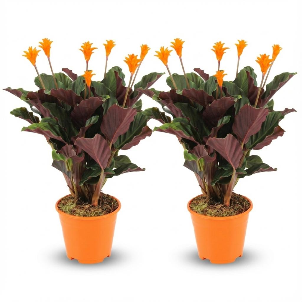 Zwei Calathea Crocata Topfpflanzen, Ø 14 cm, Höhe 40-45 cm, grüne Blätter mit gelben Akzenten, Everspring