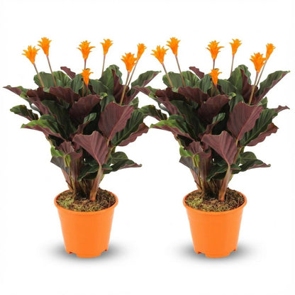 Zwei Calathea Crocata Topfpflanzen, Ø 14 cm, Höhe 40-45 cm, grüne Blätter mit gelben Akzenten, Everspring