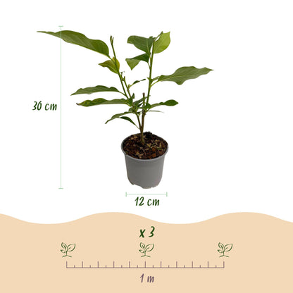 Magnolia sieboldii Pflanze, weiß-rote Blüten, 30 cm hoch, Topf 12 cm, von Everspring, frisch und gesund.