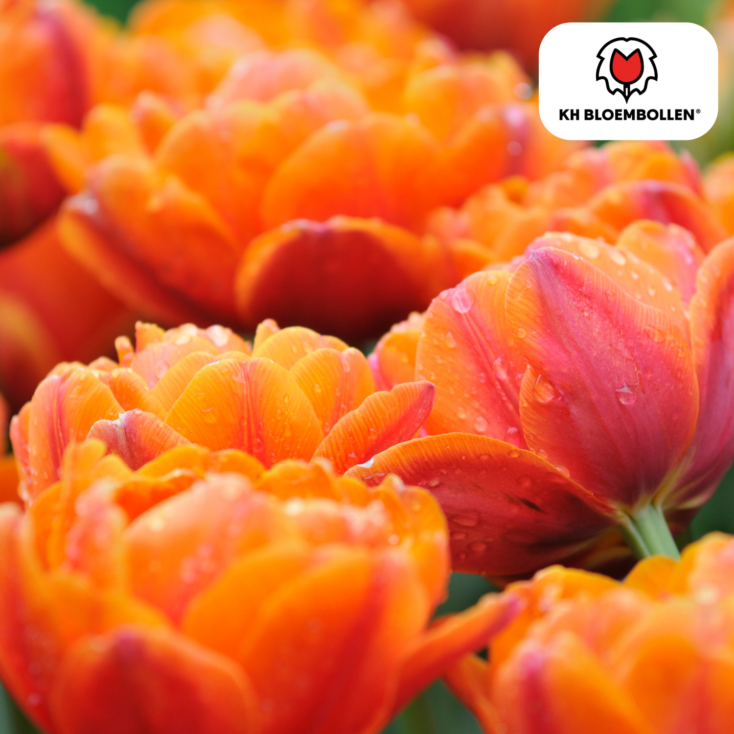Tulpenzwiebel Icon – 20er-Pack | Gefüllt &amp; orange