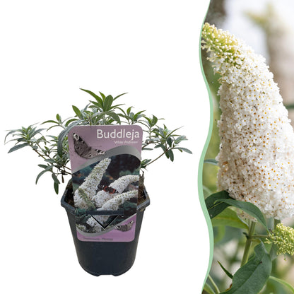 Schmetterlingsstrauch - Buddleja davidii White Profusion - Blüte Weiß - 1 Pflanze - Laubabwerfend - Schmetterlingsanziehend - Topf 17cm Höhe 25cm