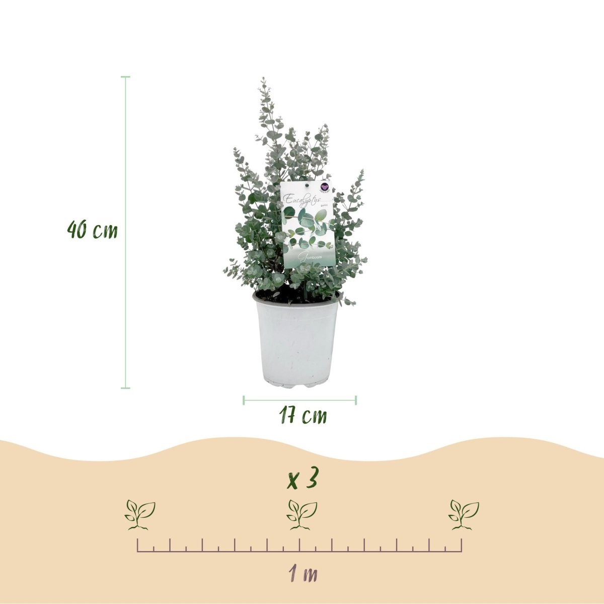Terrassenpflanze - Eukalyptusbaum - Eucalyptus gunni - Grau - 2 Pflanzen - Winterhart - Topf 17cm Höhe 40cm - Wurzelwerk Design