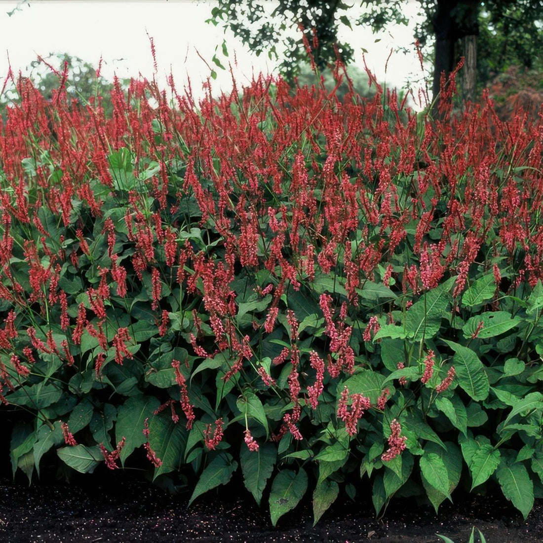 Persicaria amplexicaulis – 24 Pflanzen Ø 9 cm Höhe 10–25 cm – Kerzenknöterich | Blütenstarke Staude für Sonne &amp; Halbschatten - Wurzelwerk Design